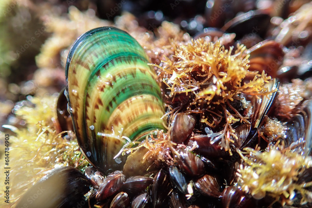 Mussels in their natural habitat, mussels on the rocks undersea, group ...