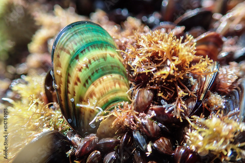 Mussels in their natural habitat, mussels on the rocks undersea, group of common mussels together underwater, Sea waves hitting wild mussel on rocks, seafood.	