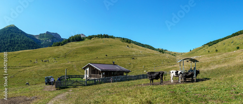 cows in the mountains