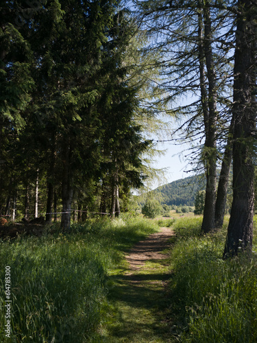 pine forest in the mountains of tres Cime