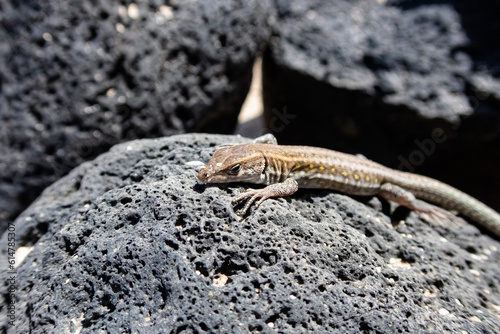 atlantic lizard on top of a lava rock in a hot sunny day (ID: 614785307)