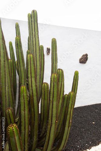 green cactus in front of a white wall on lava rock, in Fuerteventura (ID: 614785352)