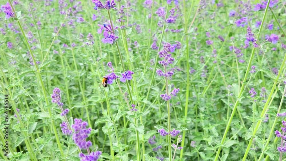 Field with pink flowers on a green background. Flora background. bumblebee pollinating flowers. Field with pink flowers on a green background. Flora background. bumblebee pollinating flowers.