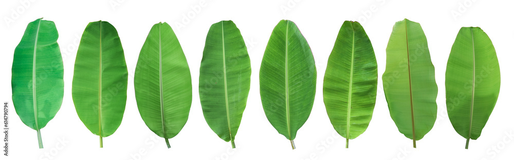 Obraz premium Set of green banana leaf isolated on transparent background