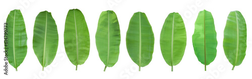 Set of green banana leaf isolated on transparent background