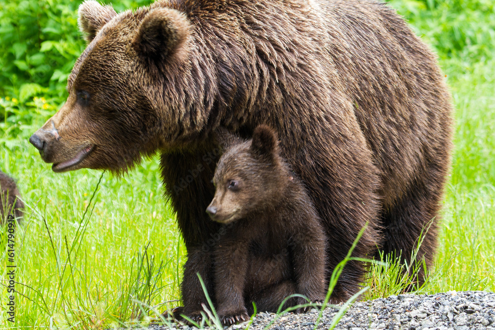 Bear with cubs on the Transfagarasan in Romania Bear with cubs on the Transfagarasan in Romania
