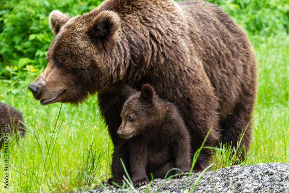 Young bears in Romania Young bears in Romania