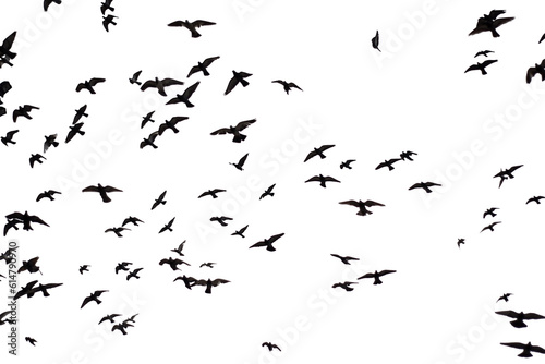 Silhouette of group flying pigeons isolated on transparent background.