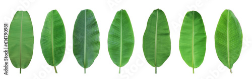 Set of green banana leaf isolated on transparent background
