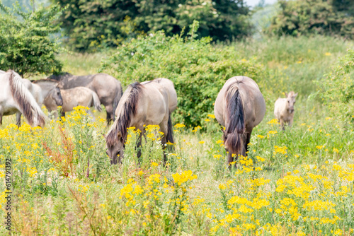 A group of Konik horses grazing grass in the Ooijpolder, the Netherlands © Daniel Doorakkers
