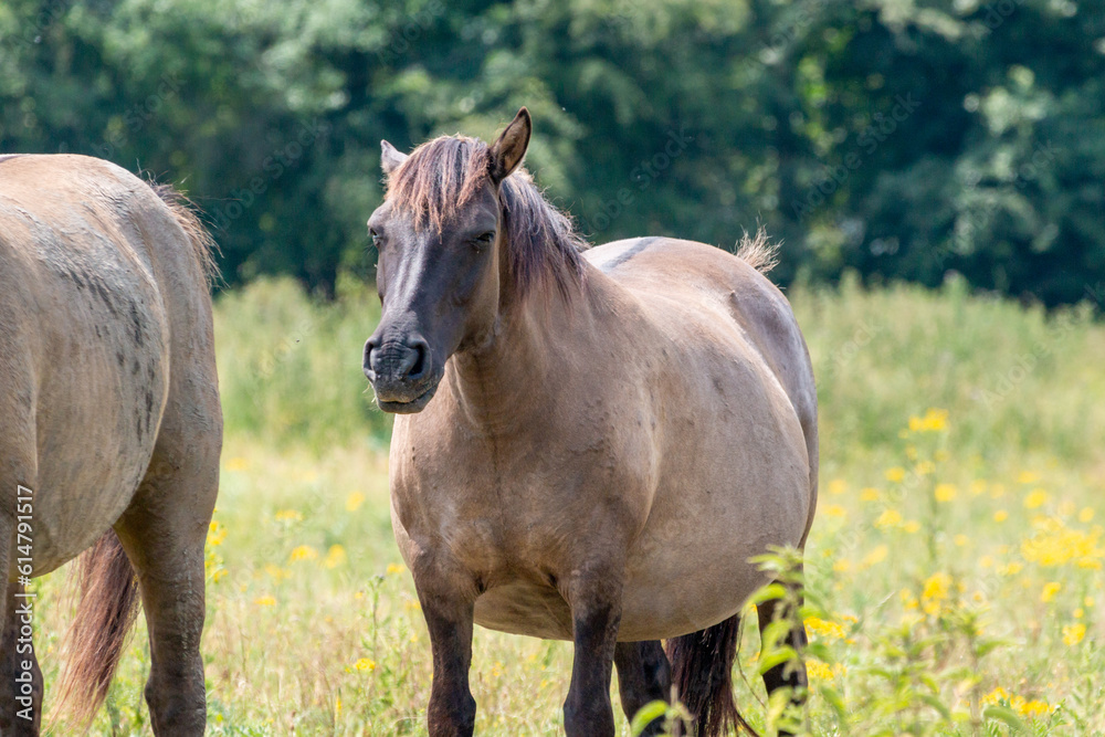 A Konik Horse looking at the camera in the Ooijpolder in the Netherlands, Europe A Konik Horse looking at the camera in the Ooijpolder in the Netherlands, Europe