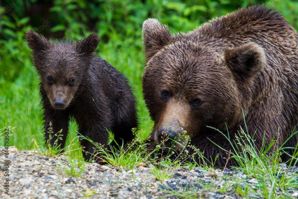 Bear with cubs on the Transfagarasan in Romania Bear with cubs on the Transfagarasan in Romania