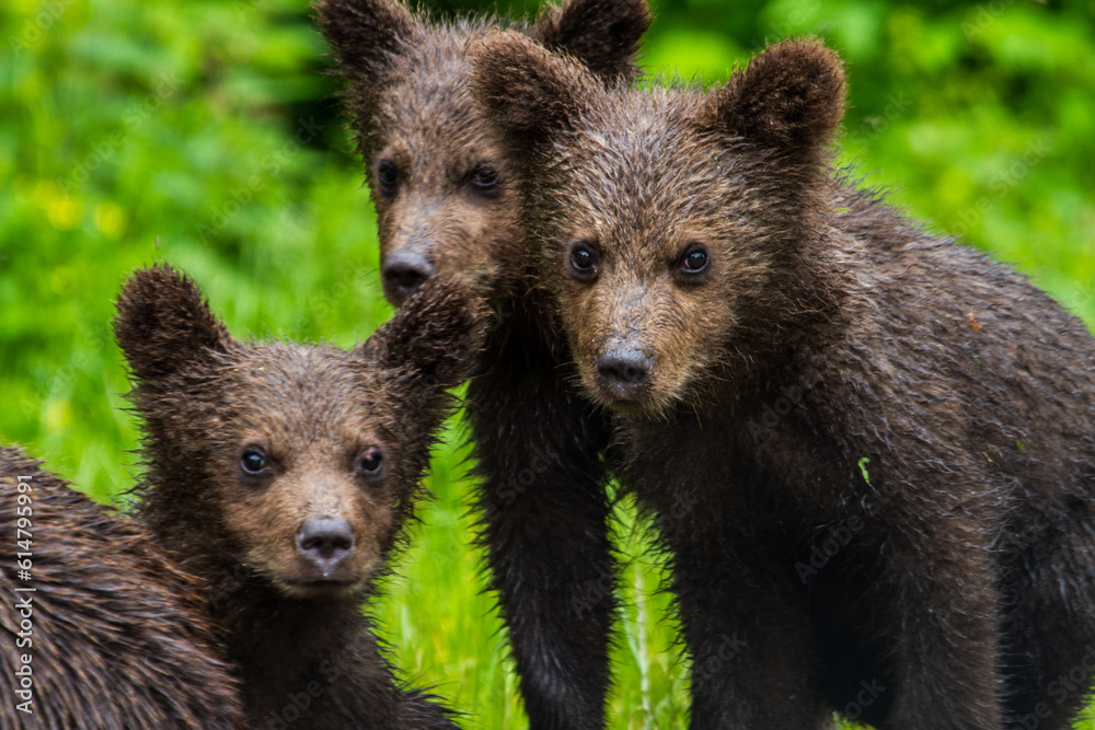 Obraz premium Young bears in Romania