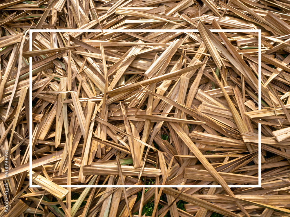 Rectangle frame White, dry grass. Abstract background, natural pattern. Copy space for design Rectangle frame White, dry grass. Abstract background, natural pattern. Copy space for design