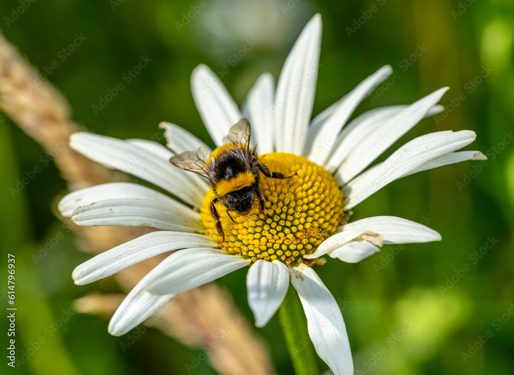 bumblebee on daisy macro shot bumblebee on daisy macro shot