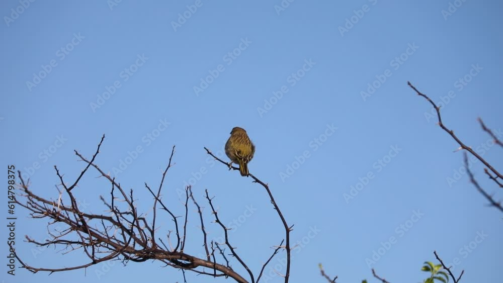 Flock of birds, ground canary (Sicalis flaveola) perched on the tree and leave in a flock. Flock of birds, ground canary (Sicalis flaveola) perched on the tree and leave in a flock.