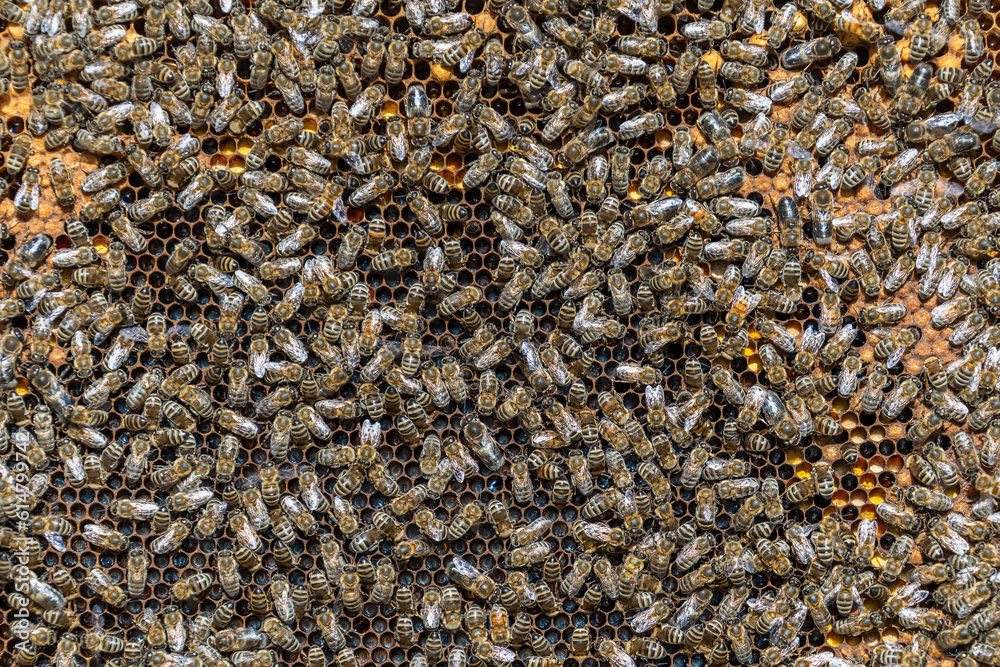 Colony of bees on honeycomb in apiary. Beekeeping in countryside. Wooden frame with honeycombs, closeup Colony of bees on honeycomb in apiary. Beekeeping in countryside. Wooden frame with honeycombs, closeup