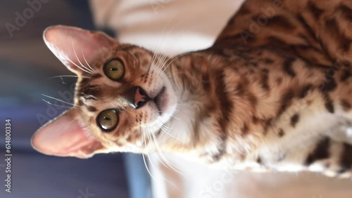Portrait of cute bangal cat  watching camera, feline kitten. Verticall 4k footage photo