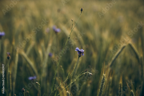 Blumenwiese Blumen Sonnenuntergang Feld