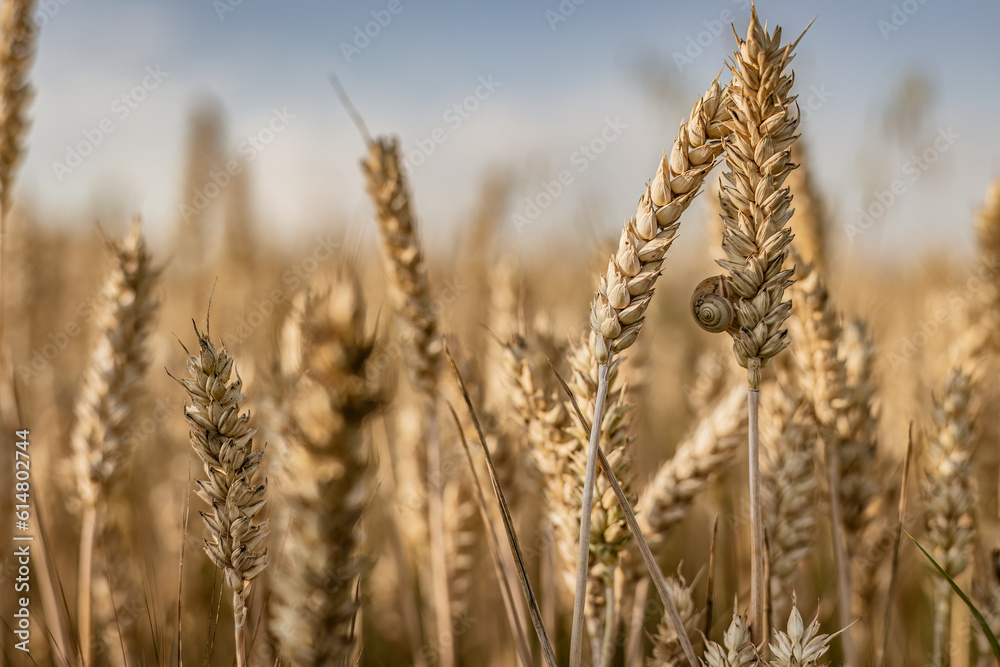 Ripe Wheat Spike in Summer Field: Macro Shot