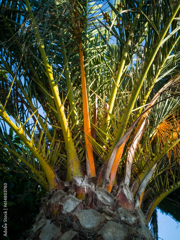 coconut tree