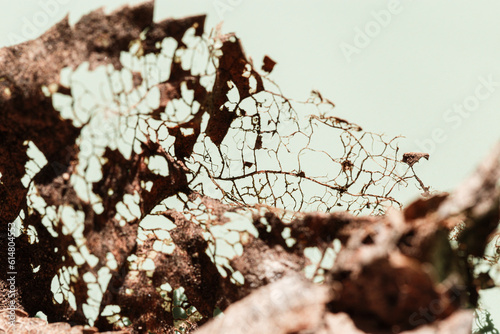 Decaying leaf close up as nature environment background. Veins skeleton of old dead leaves, biological decay, ecology concept. Shallow depth of field macro photography, sunlight and shadow photo