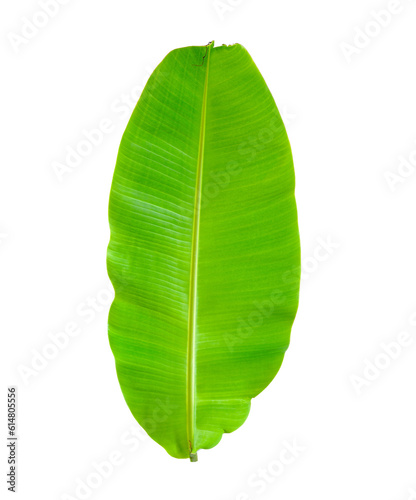 Banana Leaf isolated on transparent png