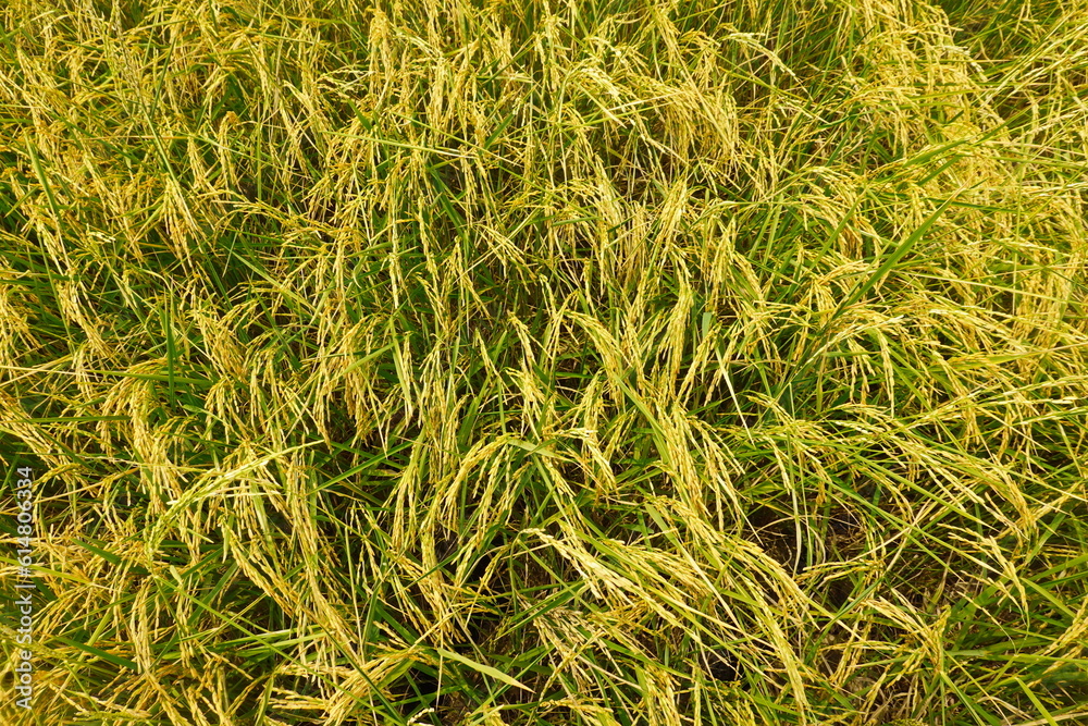 Rice field agriculture grain food yield season Rice field agriculture grain food yield season