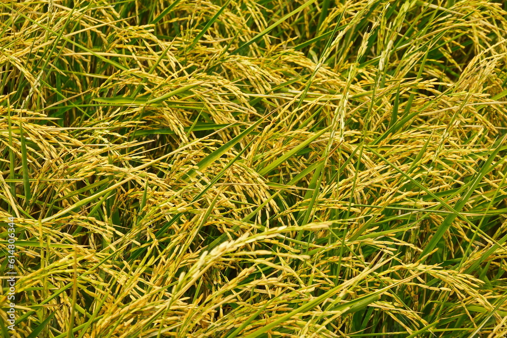 Rice field agriculture grain food yield season Rice field agriculture grain food yield season