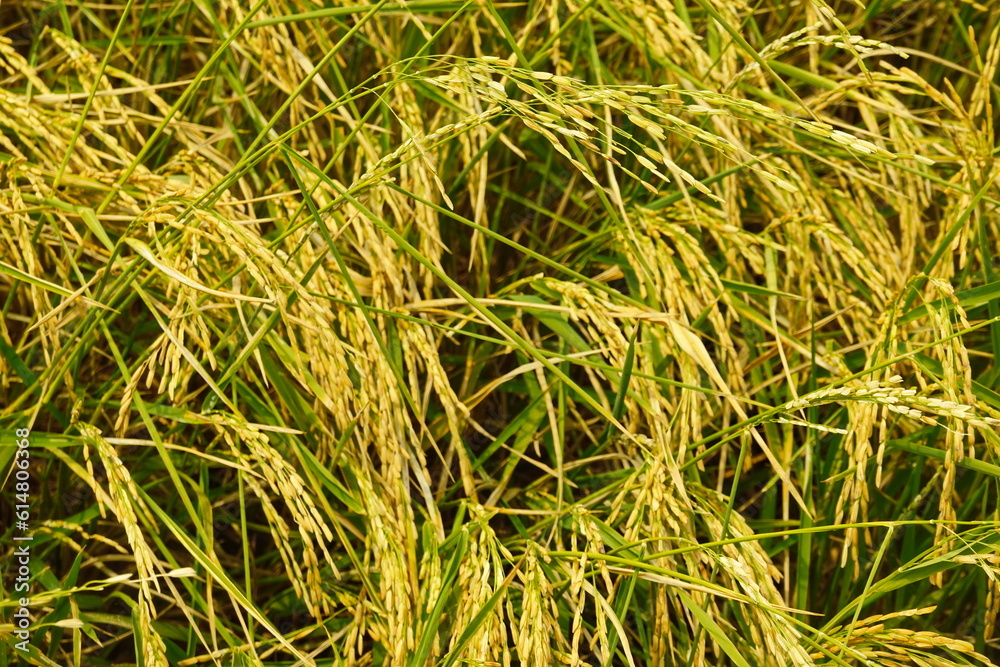Rice field agriculture grain food yield season Rice field agriculture grain food yield season