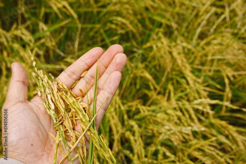 Rice field agriculture grain food yield season