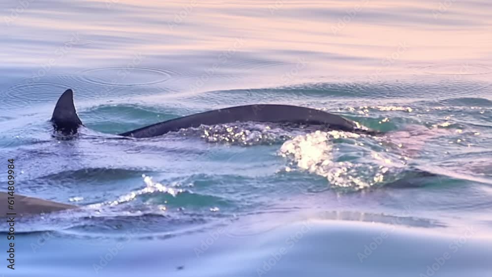 Dolphins swimming slowmotion video of relaxing wild nature Dolphins swimming slowmotion video of relaxing wild nature