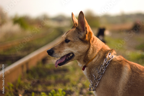 portrait of a dog Portuguese Podengo