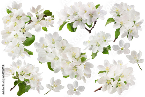 apple tree branch with leaves and inflorescences, isolated on a white background