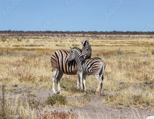 zebra in the savannah