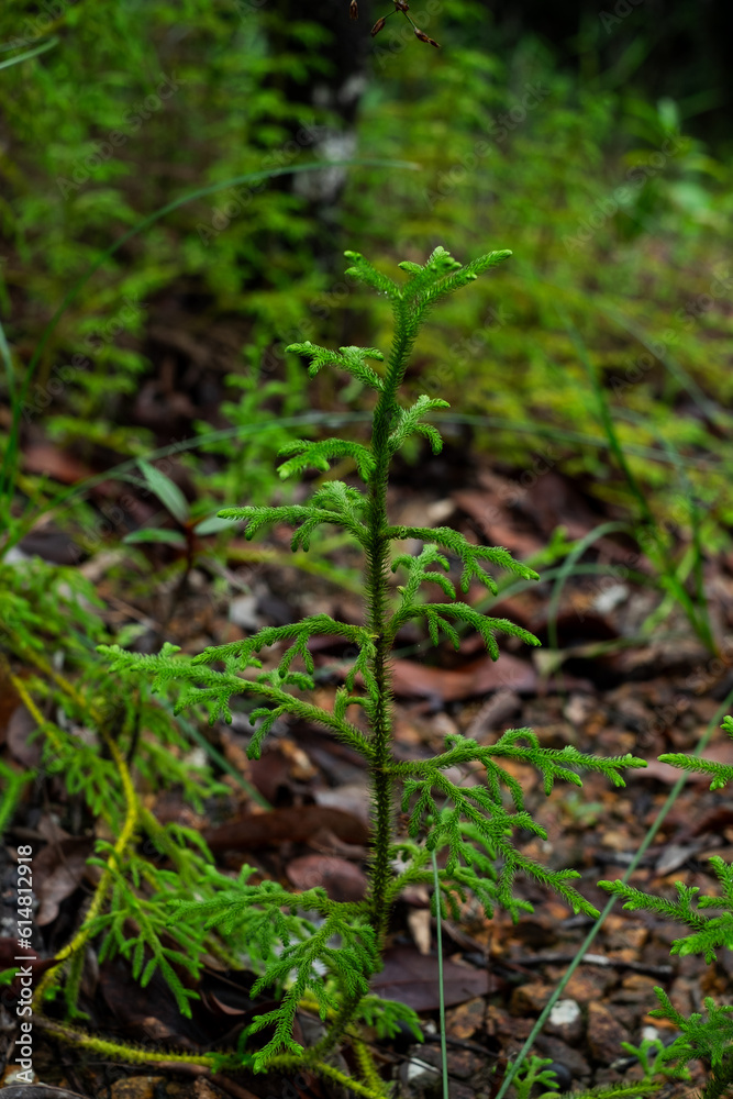 Close up Green fern grown up cover the ground. Green background, sustainable concept, rain forest. Fresh green. Moss texture. Natural background. Biodiversity, global botany. Earth day environmental Close up Green fern grown up cover the ground. Green background, sustainable concept, rain forest. Fresh green. Moss texture. Natural background. Biodiversity, global botany. Earth day environmental