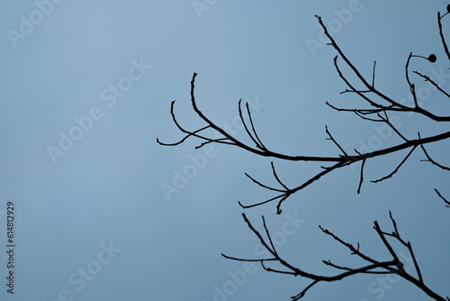 A dry tree branch with a blue sky. Concept of nature background. Sky and tree silhouette. Outdoor autumn season. abstract isolated background. Feeling lonely and alone.