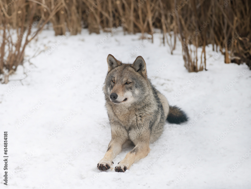 gray wolf lies in the snow against the background of trees
