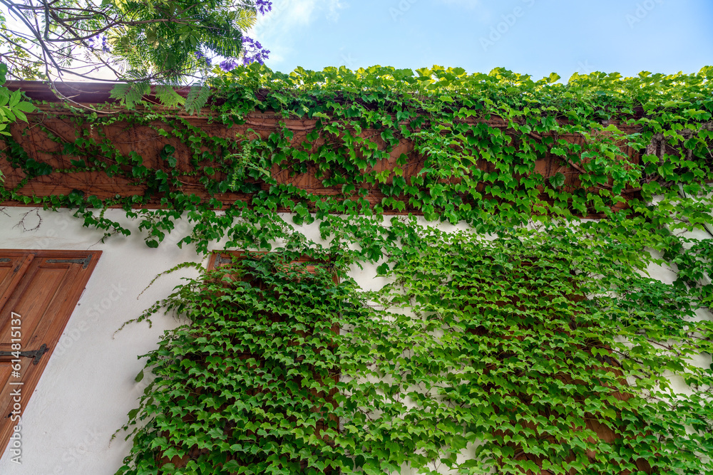 The white wall of the building is densely covered with thickets of grapes. Old town in Marmaris, Turkey The white wall of the building is densely covered with thickets of grapes. Old town in Marmaris, Turkey