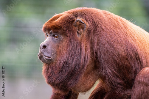 Adult Red Howler Monkey