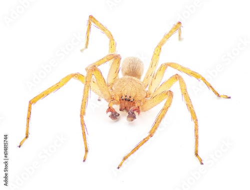 Cuban huntsman spider- Decaphora cubana - a small spider in the family Sparassidae. isolated on white background front face view © Chase D’Animulls