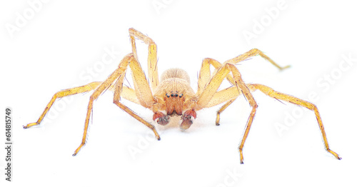 Cuban huntsman spider- Decaphora cubana - a small spider in the family Sparassidae. isolated on white background front face view