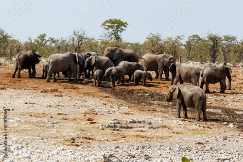 Photography herd of elephants