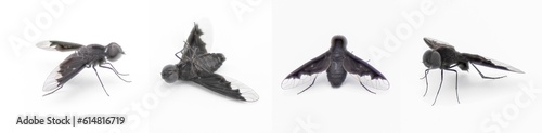 black bee fly - Anthrax Georgicus - bee mimic of the genus Bombylius, clear translucent hind wings and pure black coloring.  Isolated on white background, four views photo