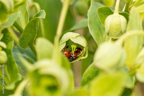 Lady birds inside a green plant