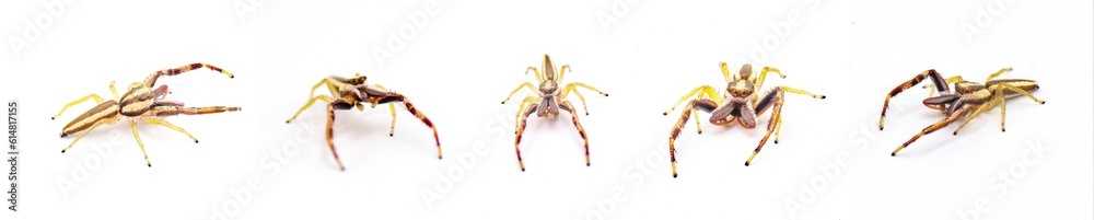 Hentz jumping spider - Hentzia grenada - is a species of striped jumping spider. It is found in Florida and south Georgia in the United States. Isolated on white background five views Hentz jumping spider - Hentzia grenada - is a species of striped jumping spider. It is found in Florida and south Georgia in the United States. Isolated on white background five views