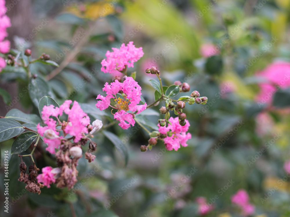 Lagerstroemia speciosa in the park. Lagerstroemia speciosa is a species of Lagerstroemia native to tropical southern Asia. It is a deciduous tree with bright pink to light purple flowers