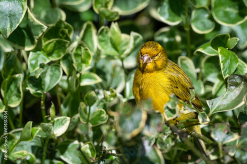 Yellow Canary Perched in a Bush