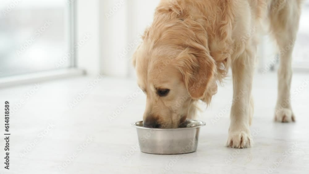 Golden retriever dog drinking water from metal bowl at home. Purebred pet eating in room with sunlight