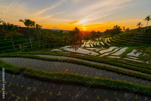 Rice terraces in mountains at sunrise  Bali Indonesia